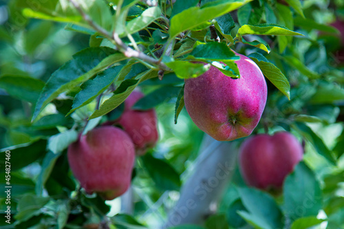 ripe apples on the tree in summer