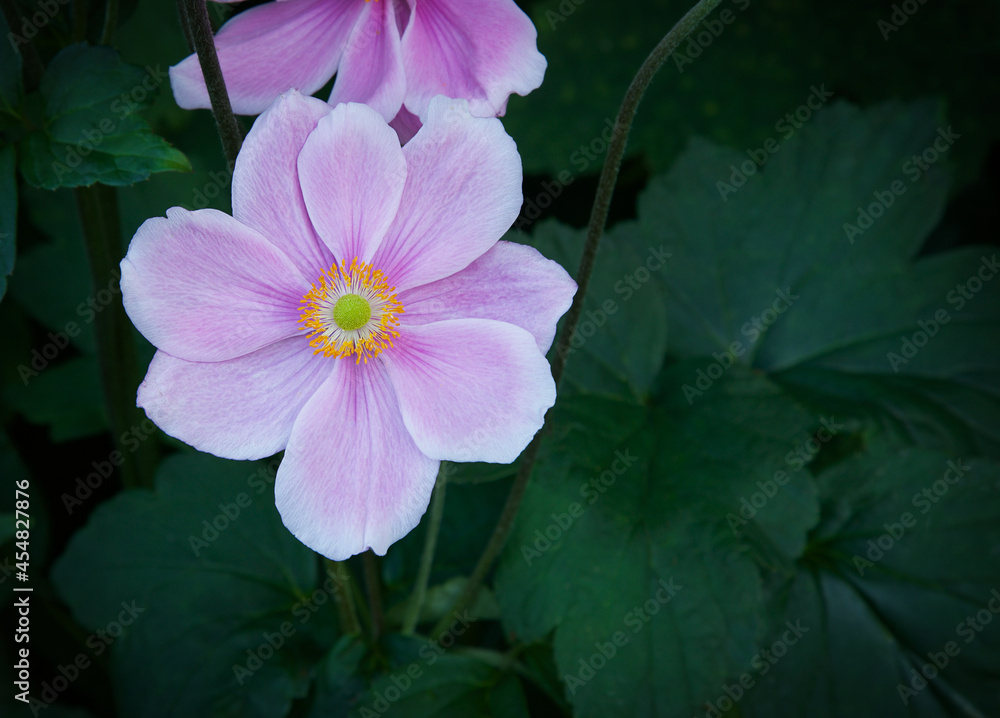 Japanese pink blooming anemone flower. Close-up. Japanese pink blooming anemone flower. Close-up.