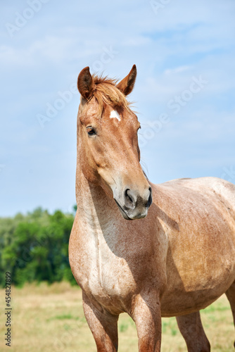 Portrait of a roan horse of the Novoolexandrian Draught breed on a pasture against blue sky photo