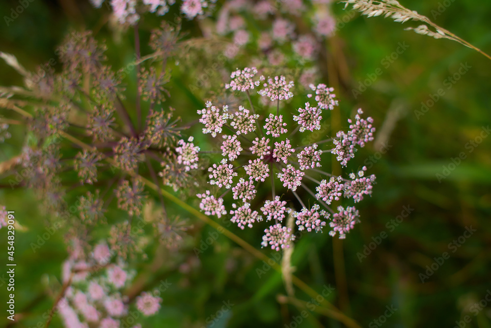 Pink flowers of Sosnowsky's hogweed, Heracleum sosnowskyi. Cow Parsley Anthriscus sylvestris - white summer field flower - background Pink flowers of Sosnowsky's hogweed, Heracleum sosnowskyi. Cow Parsley Anthriscus sylvestris - white summer field flower - background