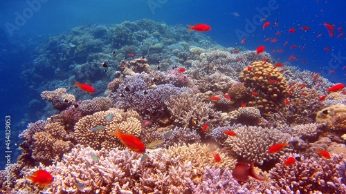 coral reef