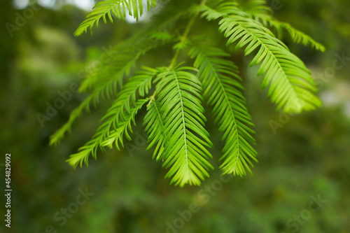 Branch of the Metasequoia glyptostroboides  also known as dawn redwood.