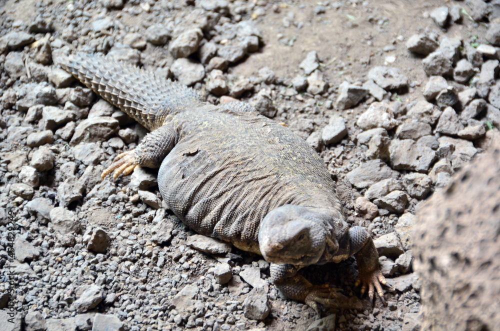 Obraz premium LAGARTO