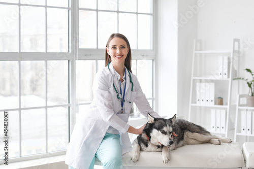 Veterinarian examining cute dog in clinic