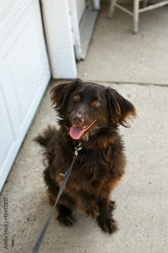 chocolate dog on the pavement