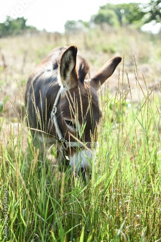 donkey in the field