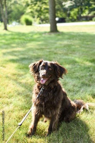 chocolate dog in the grass