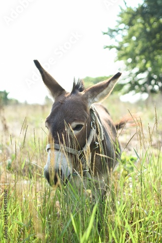 donkey in the field