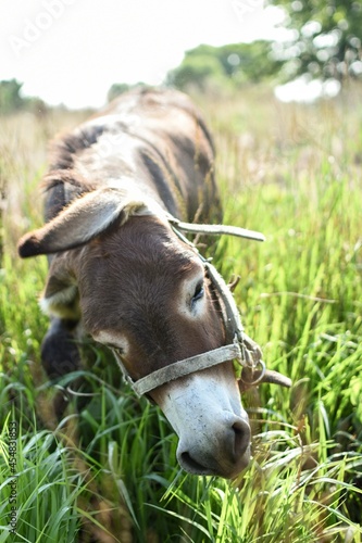 donkey in the grass