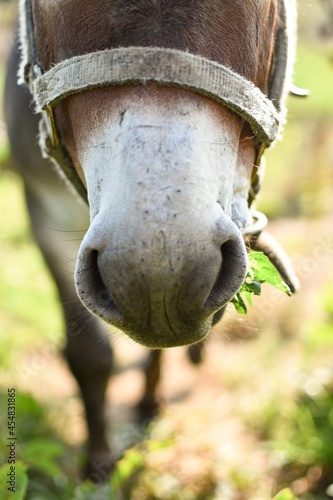 close up of a donkey