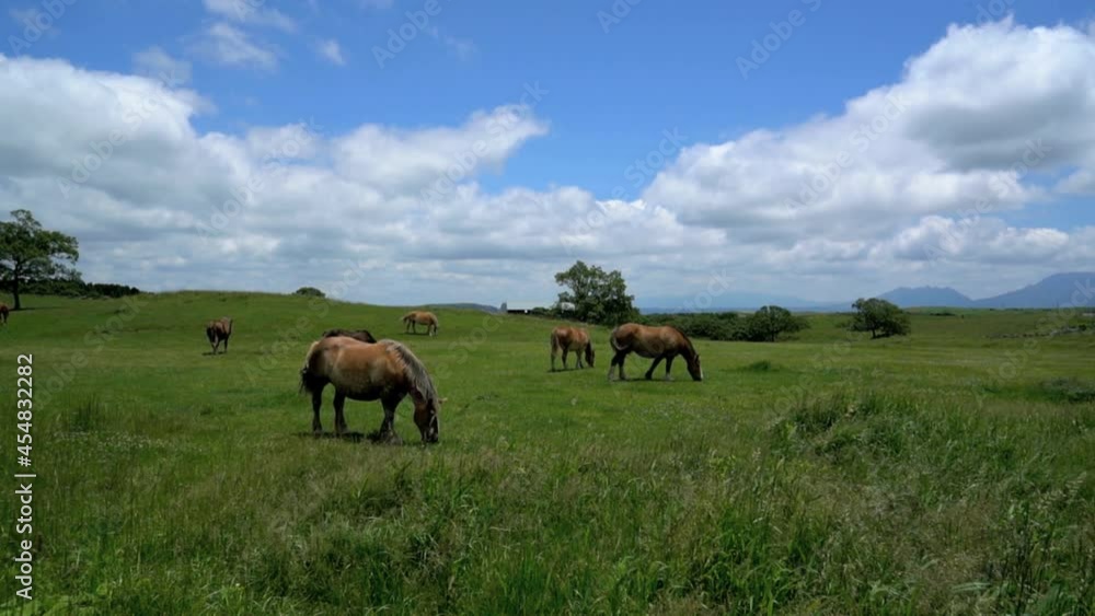 阿蘇に放牧された馬、九州の阿蘇山草原の風景、 阿蘇に放牧された馬、九州の阿蘇山草原の風景、