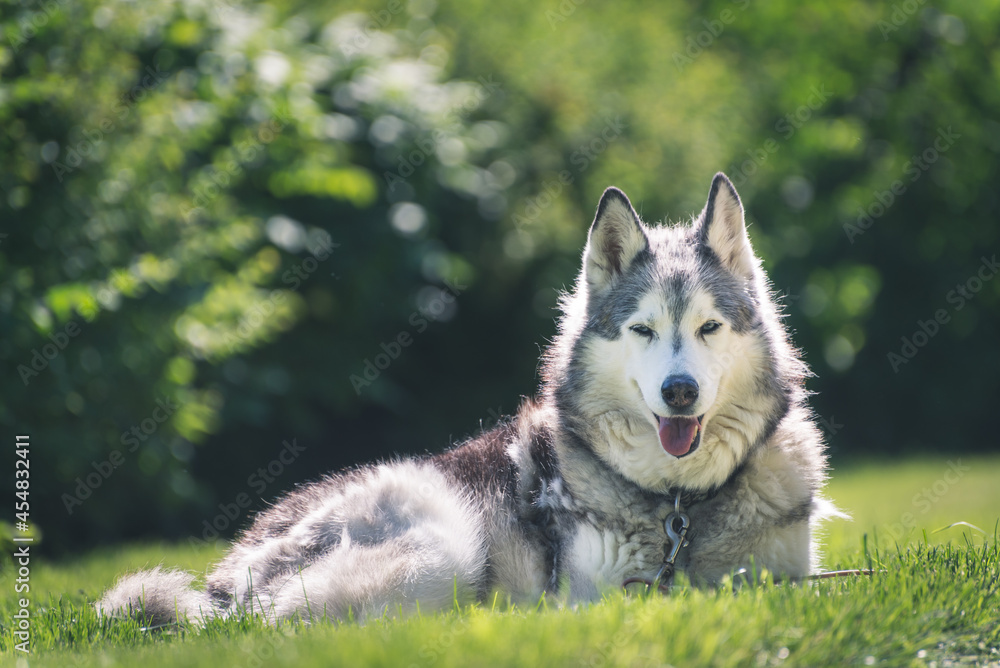 Portrait of a Husky dog laying on a grass  