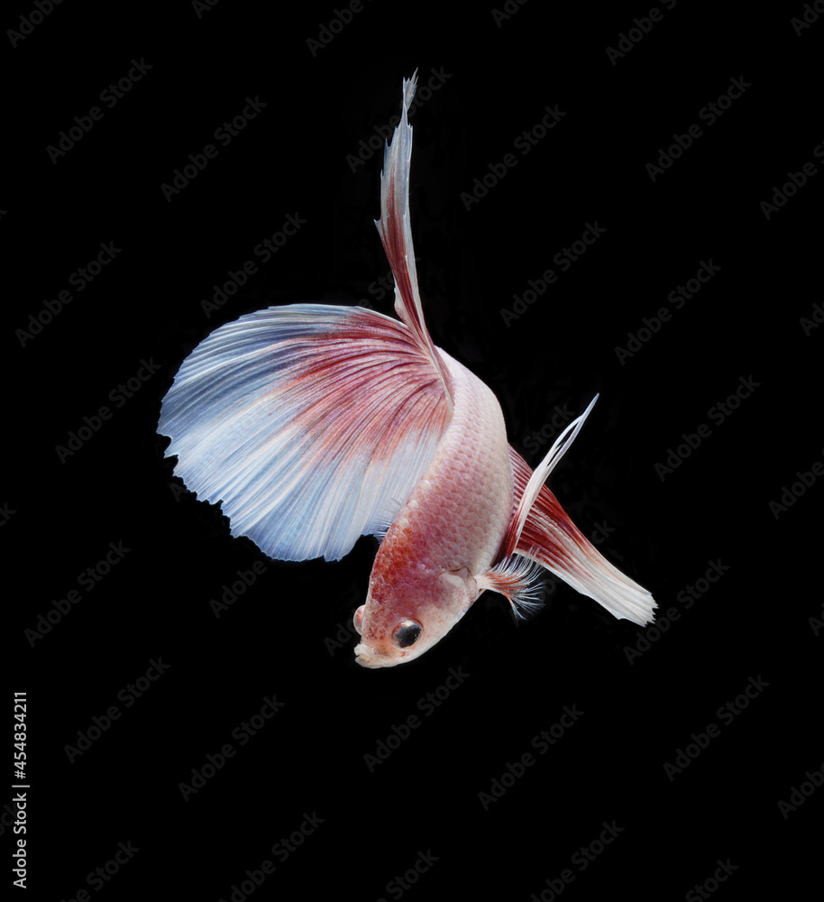 Foto Stock A betta fish is a small, freshwater fish that is brightly  colored, has long fins and is sometimes called a Siamese fighting fish.  This is one of kind betta fish