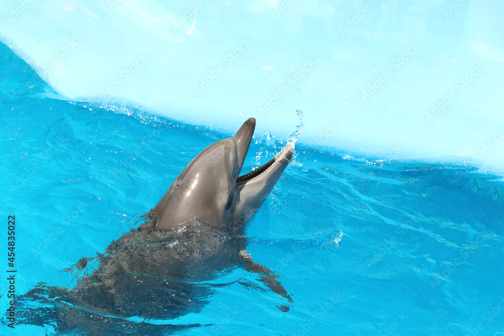 Obraz premium Dolphin swimming in pool at marine mammal park