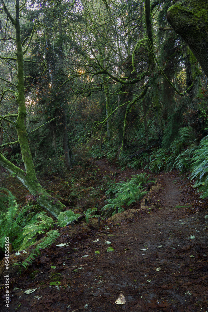 Spooky Forest in Seattle City Park - Vertical