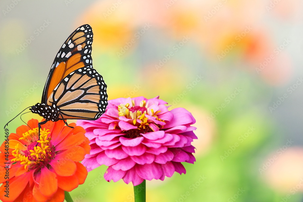 Fototapeta premium beautiful zinnia flower blooming with butterfly