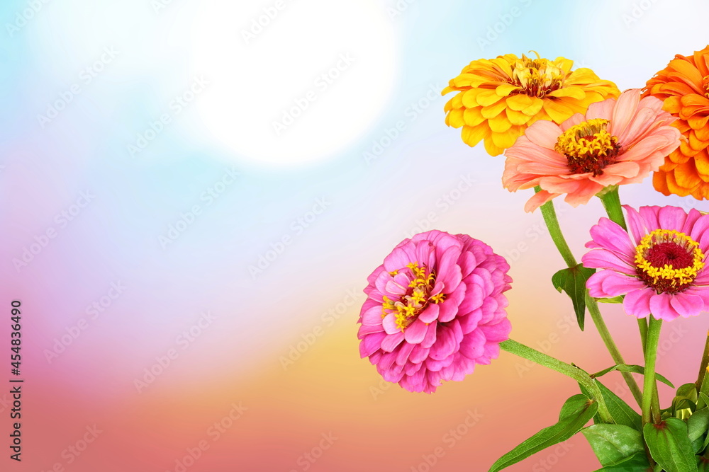beautiful zinnia flower blooming in blur background with copy space 