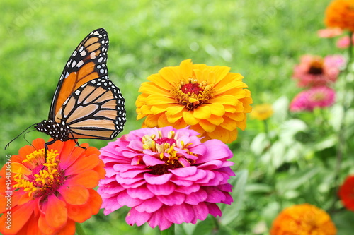 beautiful zinnia flower blooming with butterfly