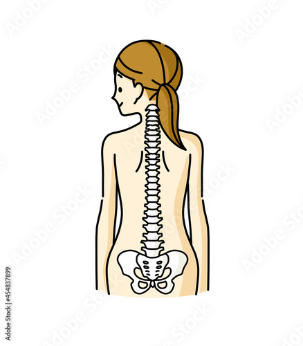 女性の背中と背骨のイメージ