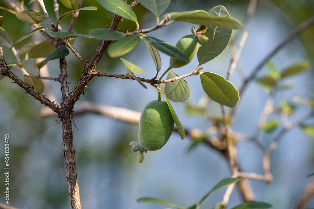 Fototapeta premium Feijoa's fruits, on the tree