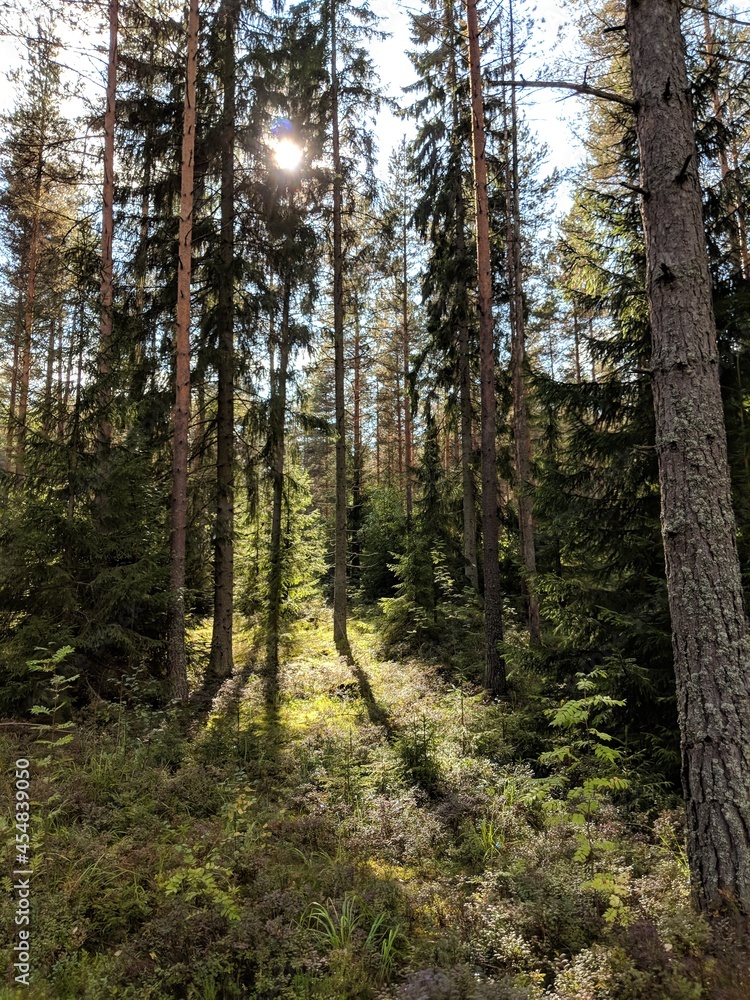 Obraz premium path in the woods