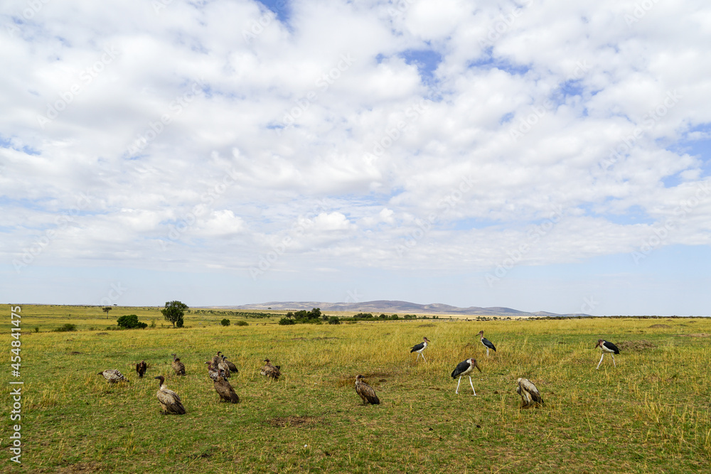 Obraz premium Marabou Stork and Vulture Waiting for Leftover Prey of Carnivores (Masai Mara National Reserve, Kenya)