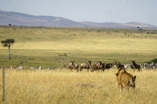 Male lions wary of wildebeests and zebras in the African savanna (Masai Mara National Reserve, Kenya)