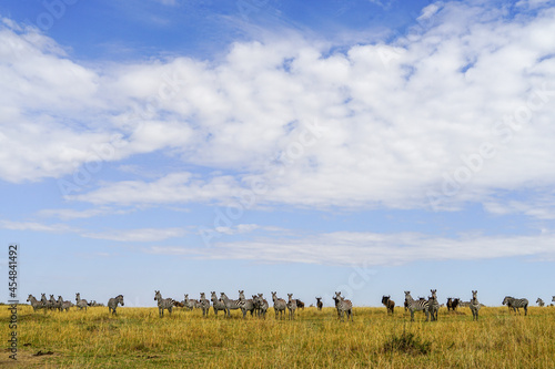 A magnificent view of zebras and wildebeests in the blue sky savanna (Masai Mara National Reserve, Kenya) photo