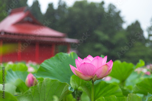 猿賀公園の蓮の花