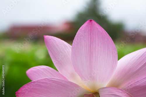 猿賀公園の蓮の花