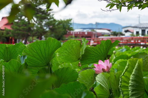 猿賀公園の蓮の花