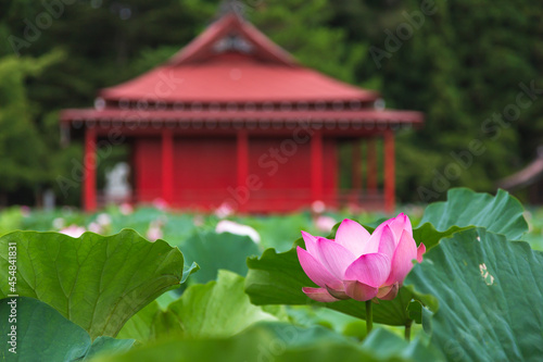 猿賀公園の蓮の花