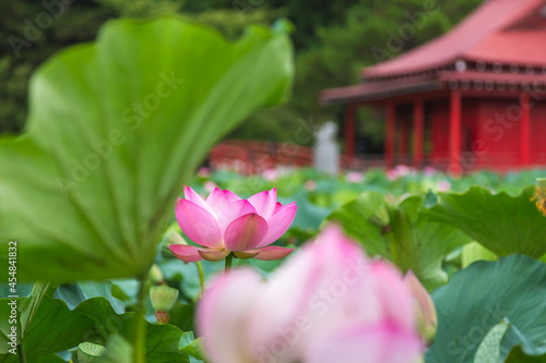 猿賀公園の蓮の花