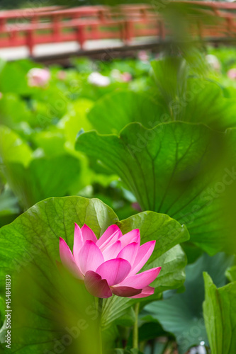 猿賀公園の蓮の花
