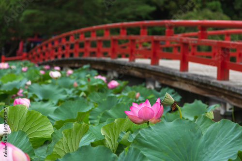 猿賀公園の蓮の花
