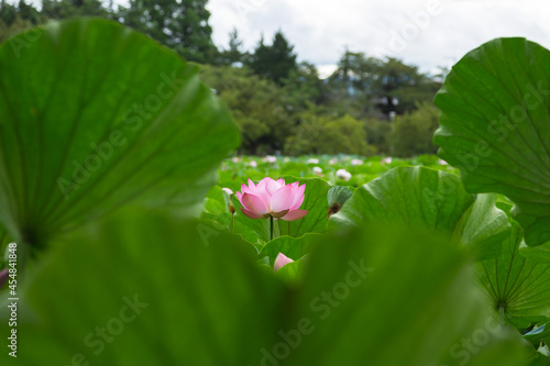 猿賀公園の蓮の花
