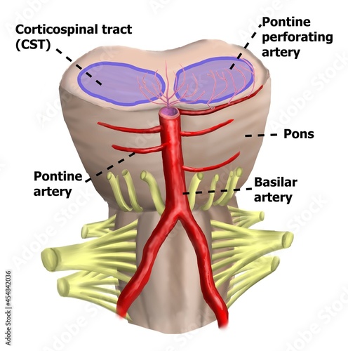 The illustration shown the pathway of corticospinal tract in midbrain and brainstem. photo