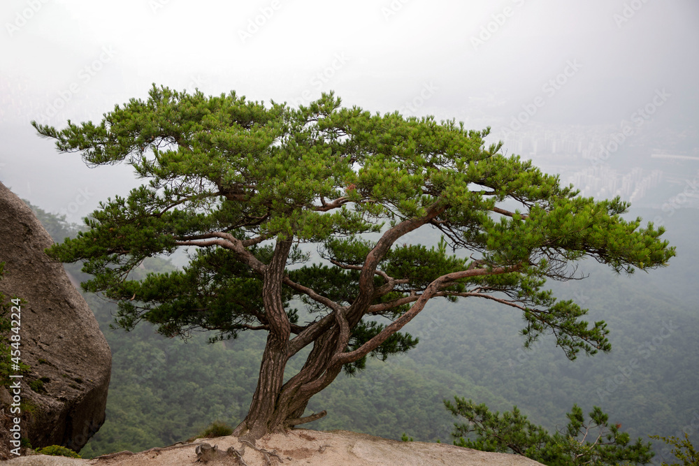 Obraz premium 소나무