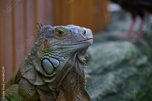 Close up photo of a Central American green iguana.