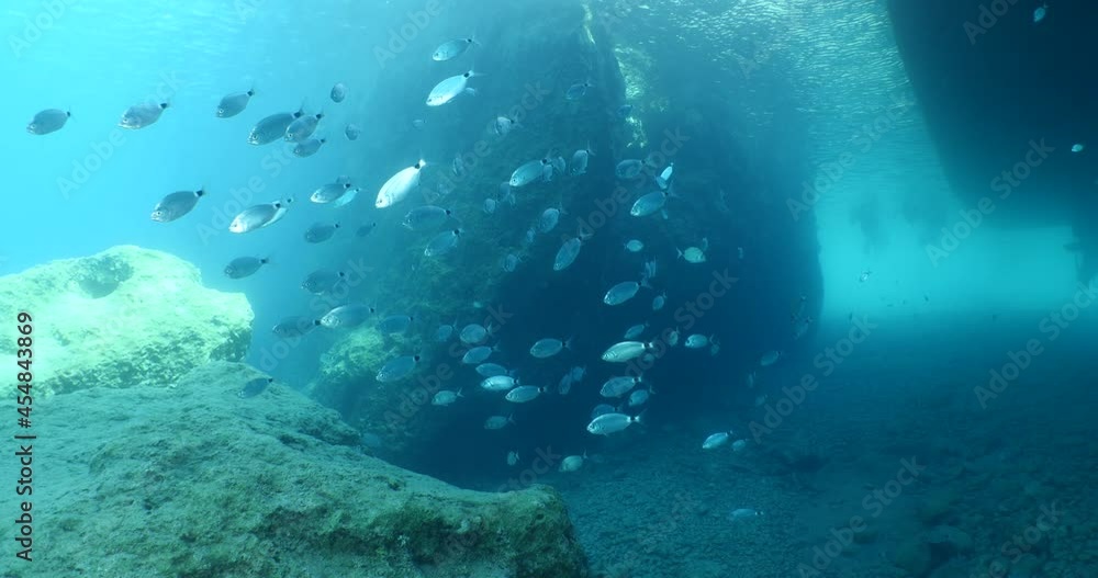 fish scenery underwater sun beams sun rays underwater mediterranean sea sun shine relaxing ocean scenery fish scenery underwater sun beams sun rays underwater mediterranean sea sun shine relaxing ocean scenery