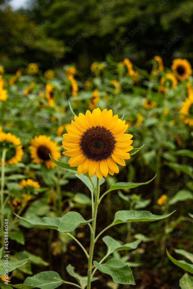 ひまわりの花 ひまわりの花