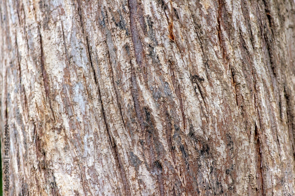 Tree bark of Arborvitaes (Thuja spp.) plant, natural background. Tree bark of Arborvitaes (Thuja spp.) plant, natural background.