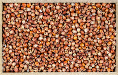 red sorghum (Sorghum bicolor) seeds on a wooden background. Photo produced in a studio