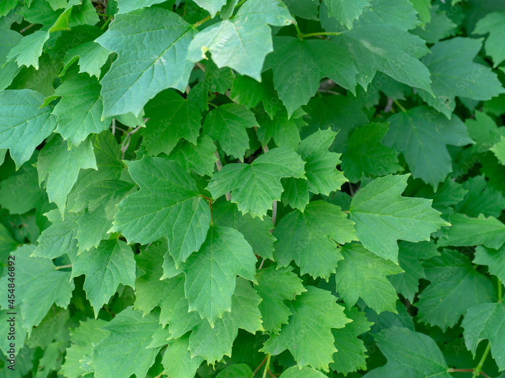 Green foliage background for wallpaper. Close-up of green leaves. Green foliage background for wallpaper. Close-up of green leaves.