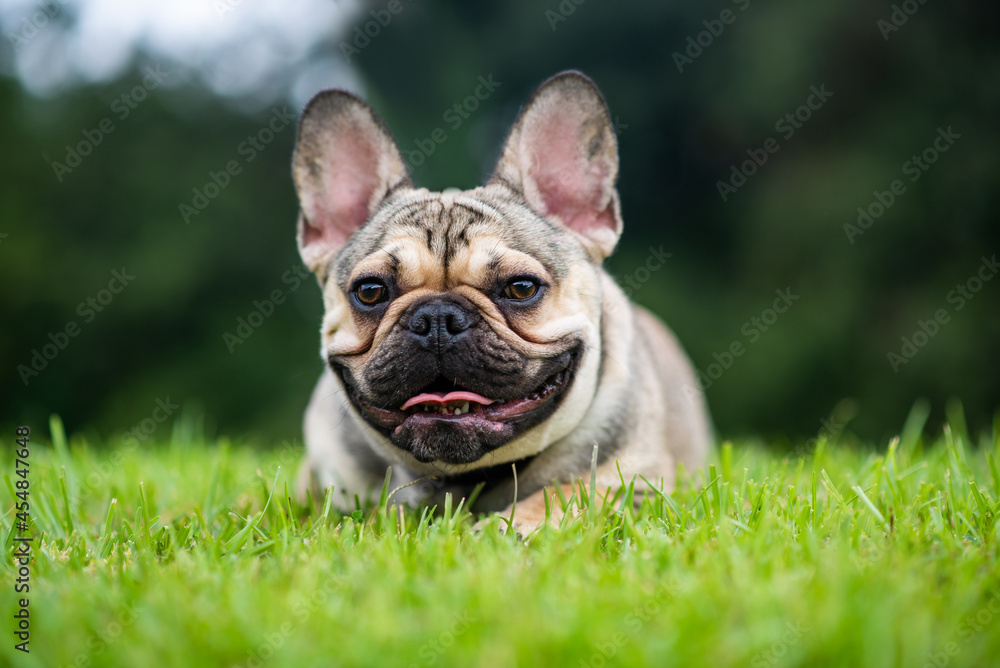 French Bulldog out for a walk on the green grass in Summer