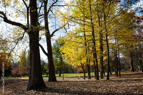 黄葉が綺麗な公園の秋 