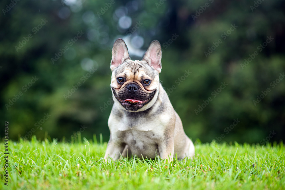 French Bulldog out for a walk on the green grass in Summer