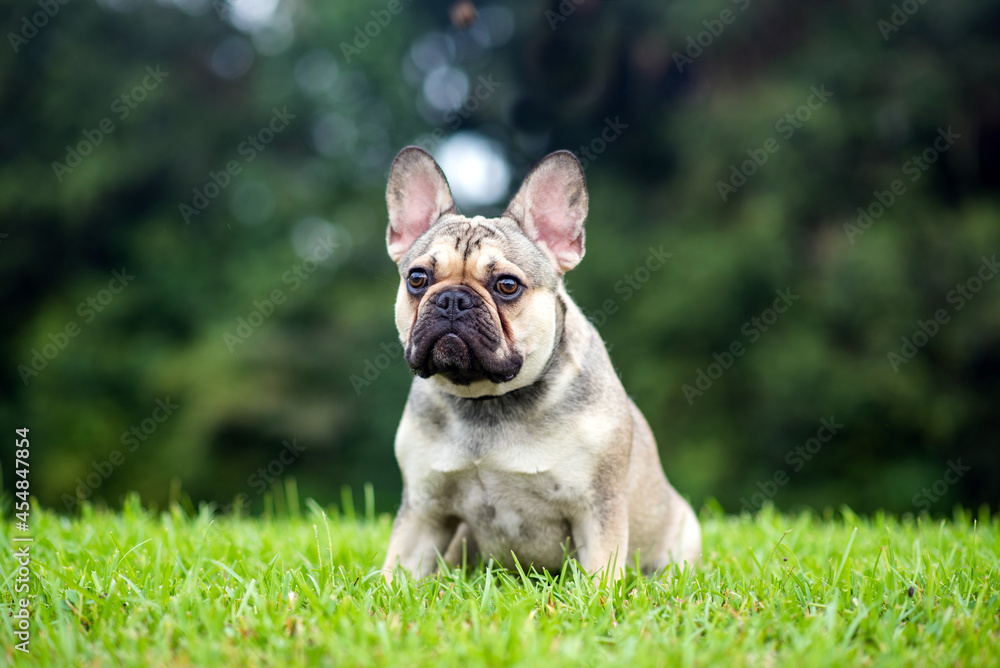 French Bulldog out for a walk on the green grass in Summer