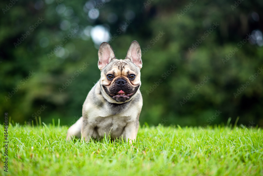 Fototapeta premium French Bulldog out for a walk on the green grass in Summer