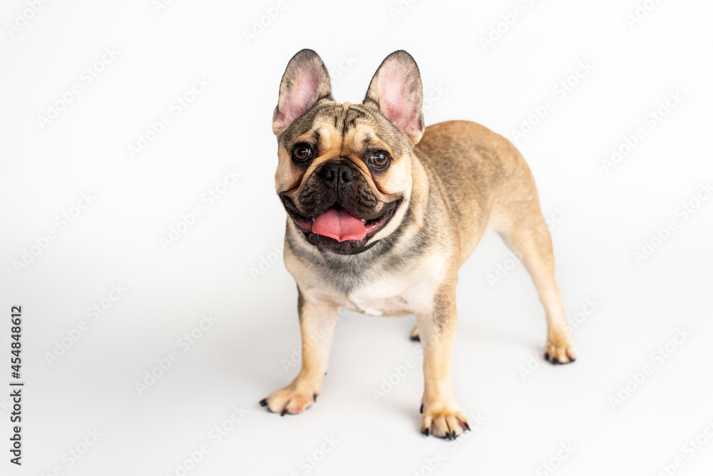 Obraz premium French bulldog fawn color on a white background 